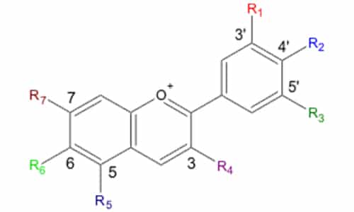 Anthocyane in hemp complex raw cannabis sativa extract