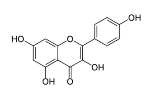 cannabis sativa extract Kaempferol flavonoid