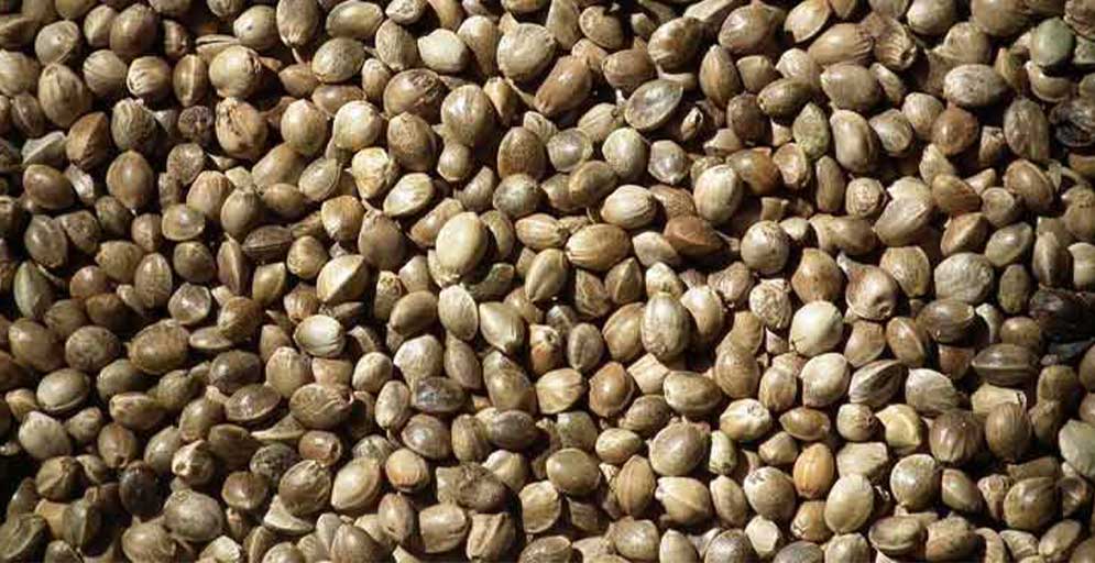 organic hemp seed production in Hungary-superfood